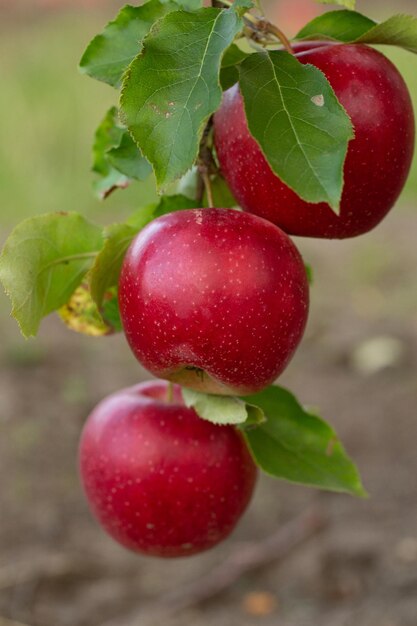 Fresh Apples