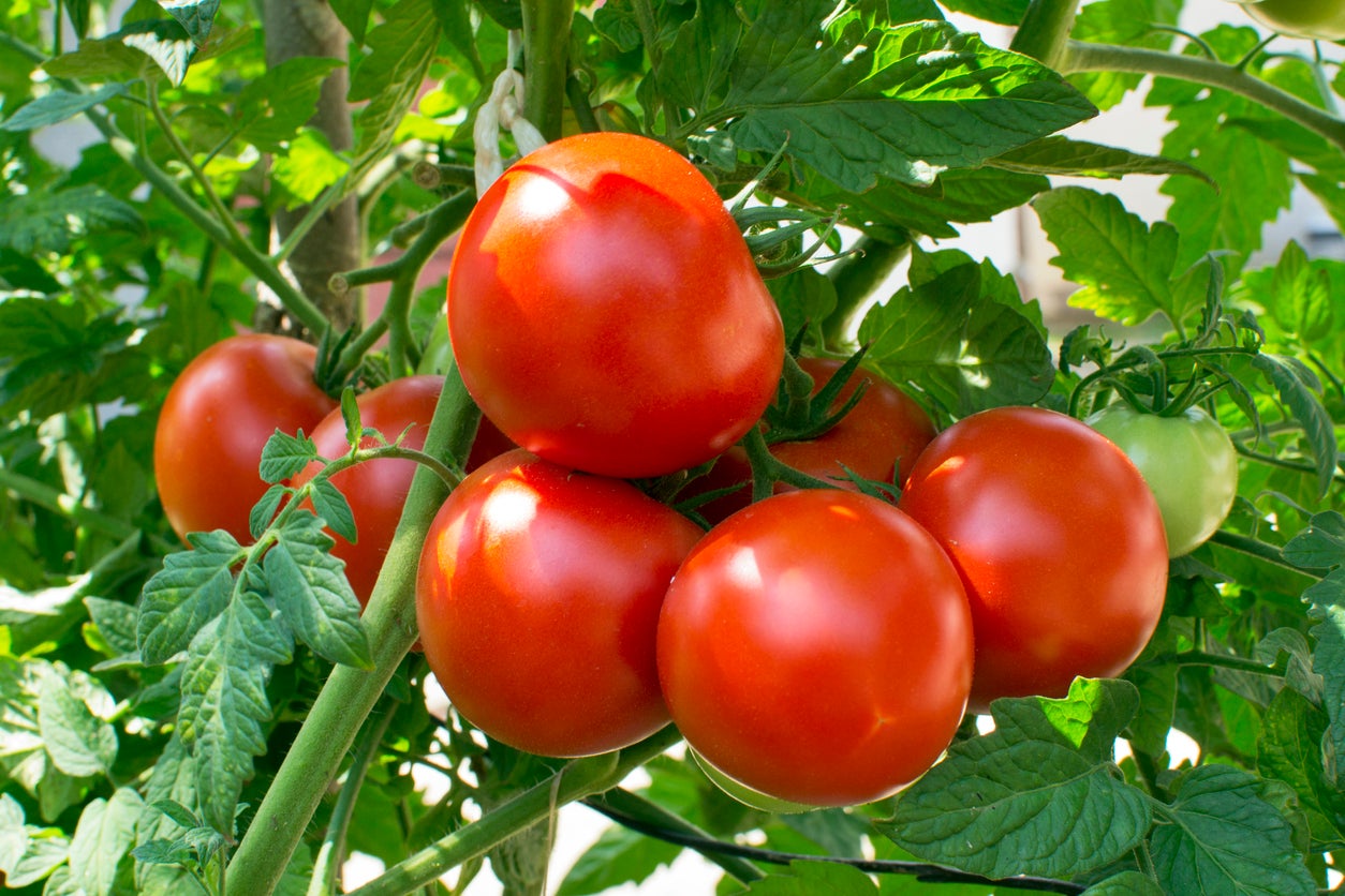 Organic Tomatoes